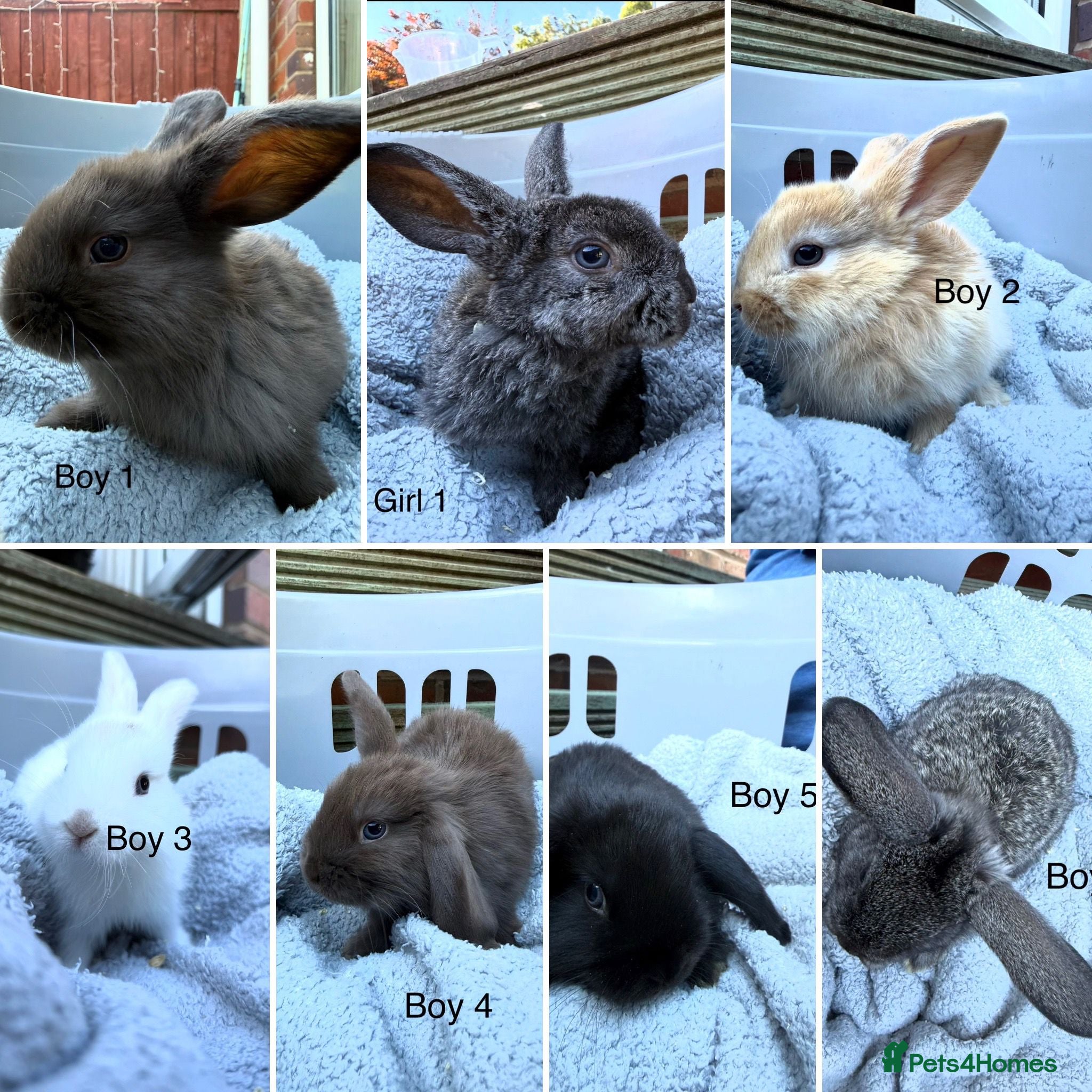 French Lop rabbits for sale: French lop - Advert 1
