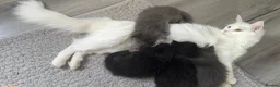 Maine Coon cats for sale:     Stunning Purebred Maine Coon Kitten - Advert 29