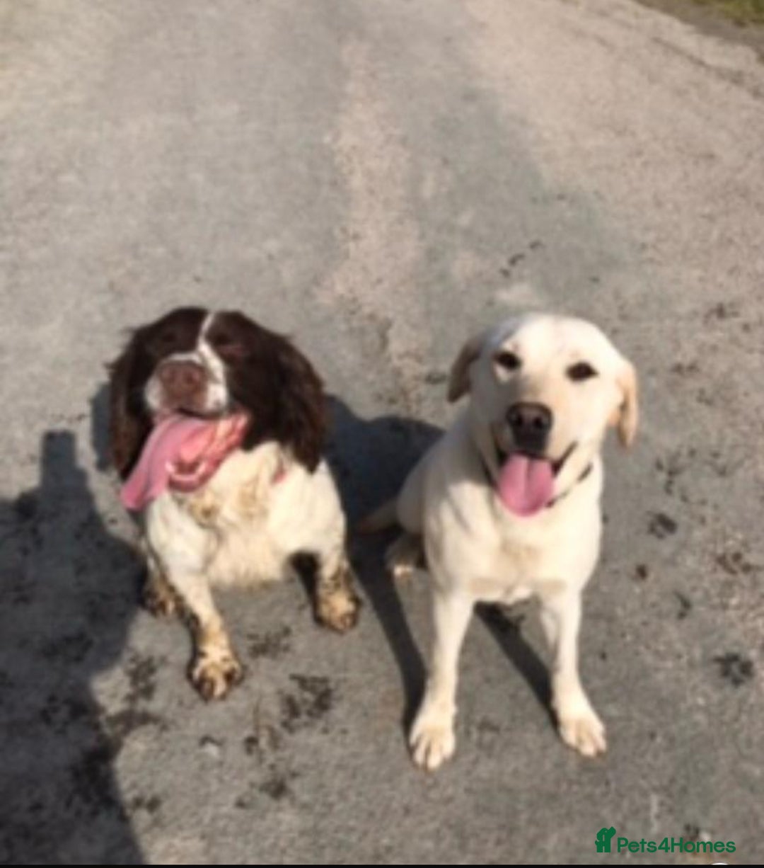 Springador dogs for sale: Beautiful F1 Springador pups for sale! - Advert 11