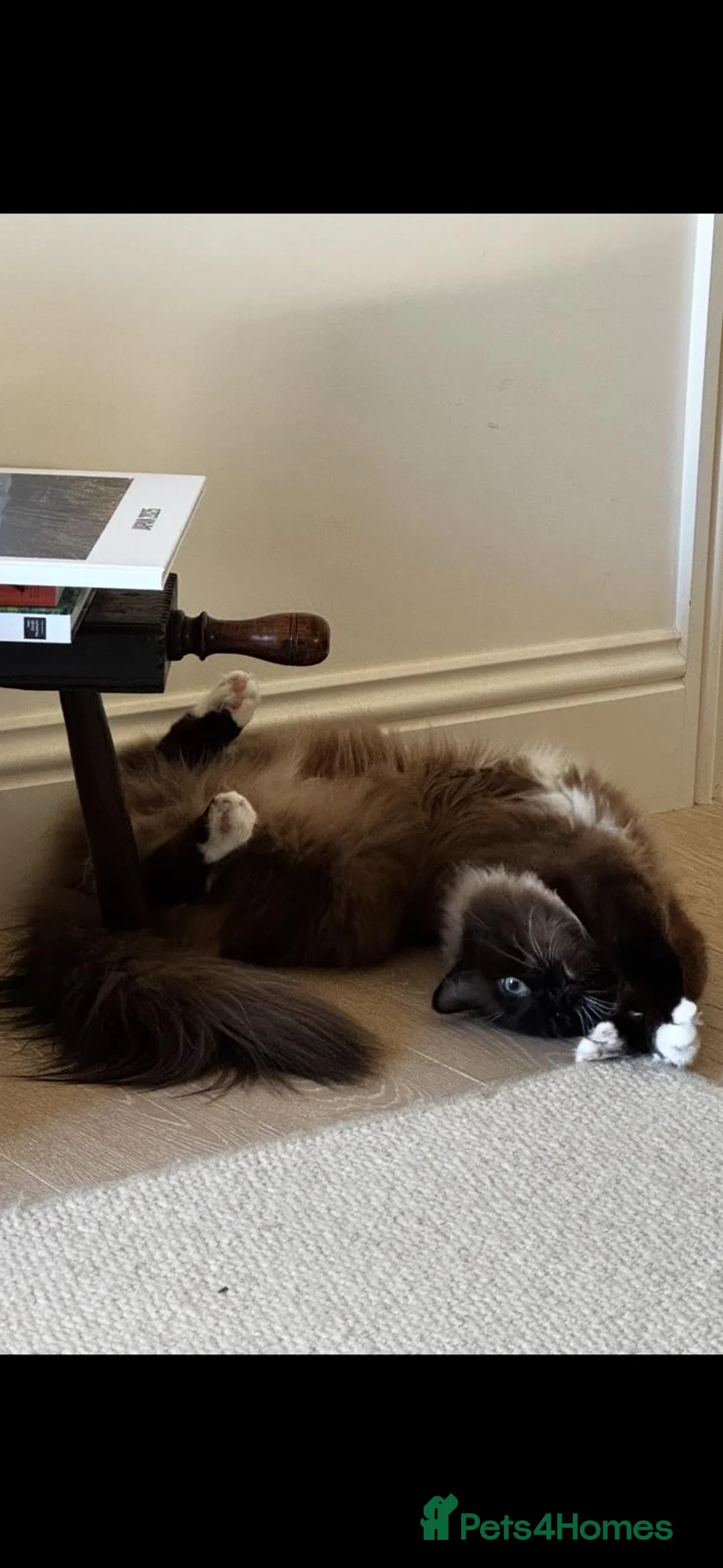 Burmese cats for sale: Up for adoption  in London - Advert 2