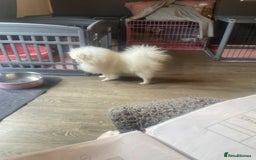 Pomeranian dogs for sale: Gorgeous pure white kc-reg Girl  - Image 2