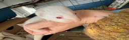 Ferret rodents for sale: X2 Jill ferrets  - Advert 3