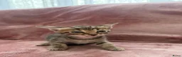 Bengal cats for sale: Bengal cross Russian blue - Advert 8