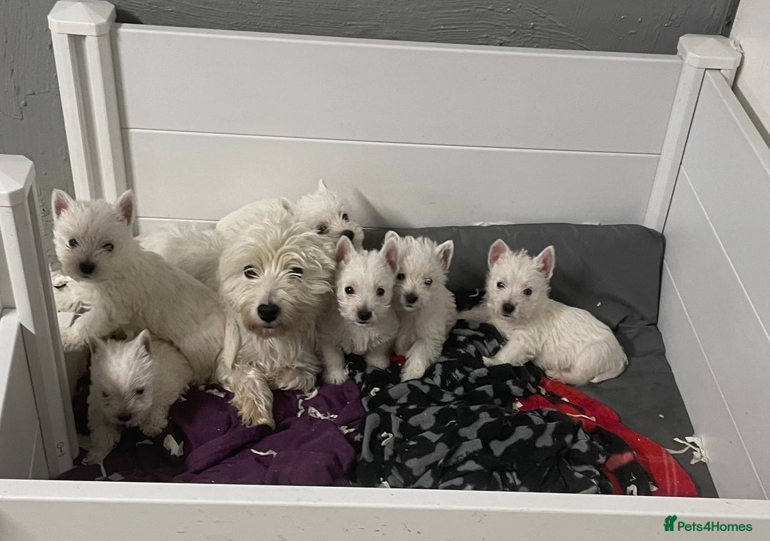 West Highland Terrier dogs for sale: Beautiful west highland puppies - Advert 16