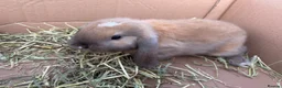 Mini Lop rabbits for sale: Minilop babies  - Advert 4