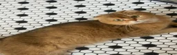 Scottish Fold cats for sale: 4 x SILVER CHINCHILLA SCOTTISH FOLD/STRAIGHT - Advert 9