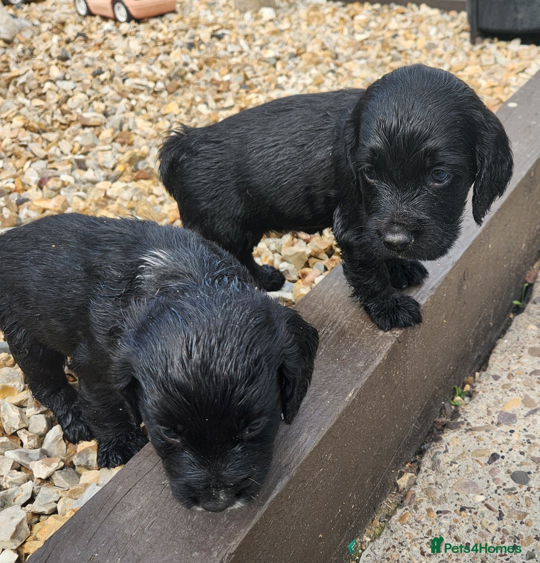 Sprocker dogs for sale: SPROCKER PUPPIES  - Image 12