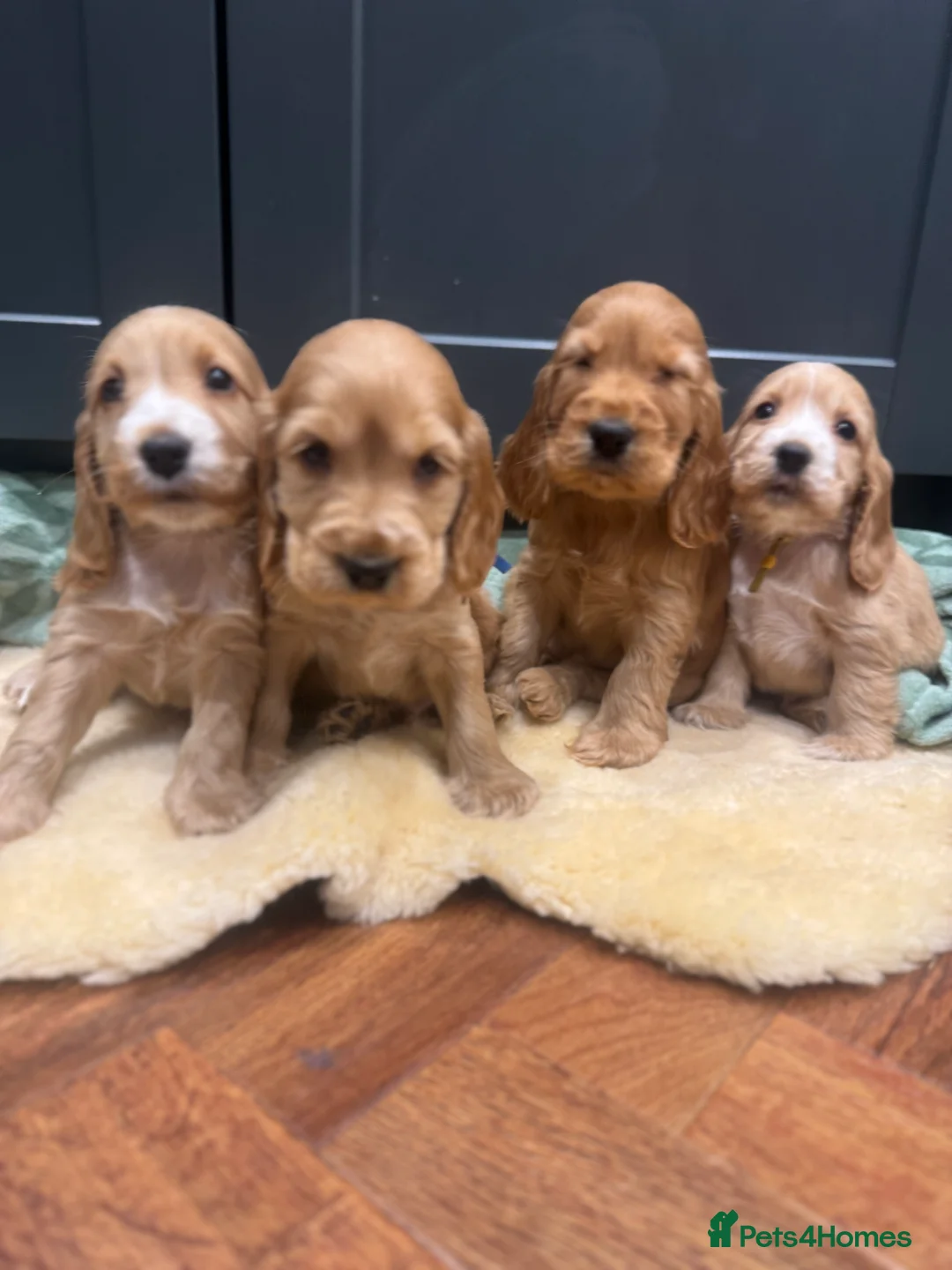 Cocker Spaniel dogs for sale: Gorgeous golden Show Cocker spaniel Litter  - Advert 3