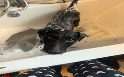 Patterdale Terrier dogs for adoption: Miniature patterdale female age 6  - Image 2