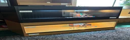 Leopard Gecko reptiles for sale: Leopard Gecko + Setup Kits - Advert 2