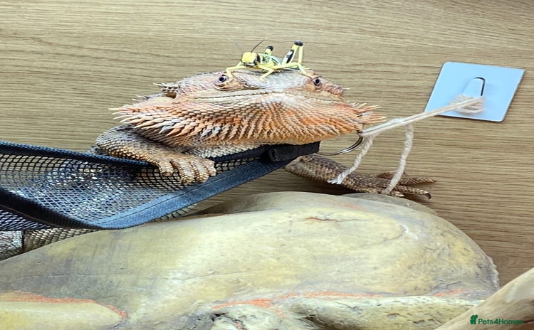 Bearded Dragon reptiles Male bearded dragon  - Advert 1