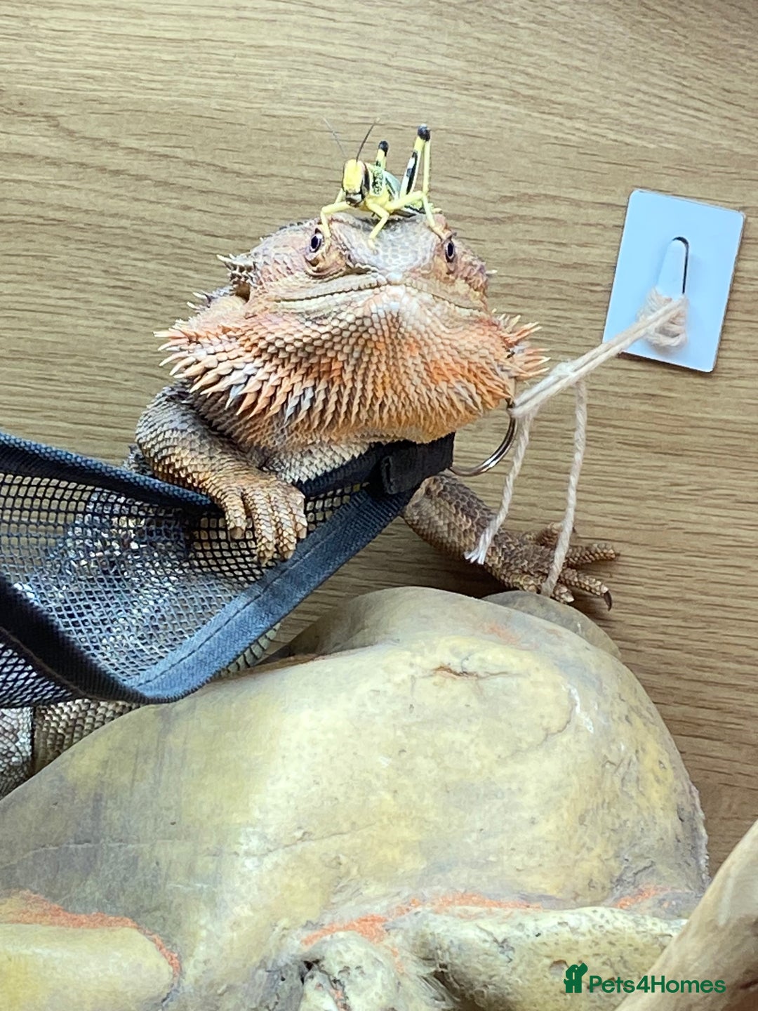 Bearded Dragon reptiles for sale: Male bearded dragon  - Advert 1