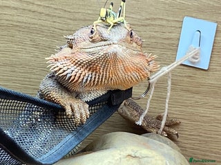 Bearded Dragon reptiles for sale: Male bearded dragon - Advert 1