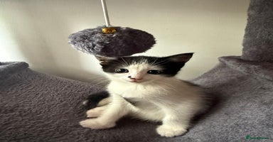 Domestic Shorthair cats - Advert 14