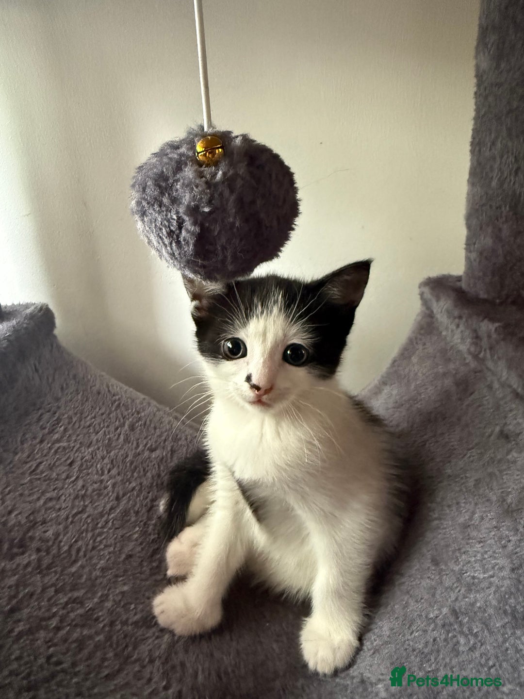 Domestic Shorthair cats for sale: Kitten  - Image 3