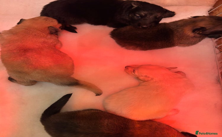 German Shepherd dogs - Advert 2