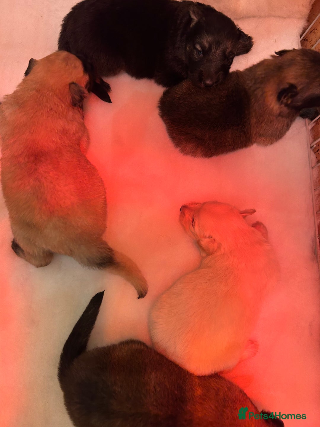 German Shepherd dogs for sale: German Shepherd puppies - Advert 4