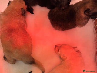 German Shepherd dogs - Advert 6