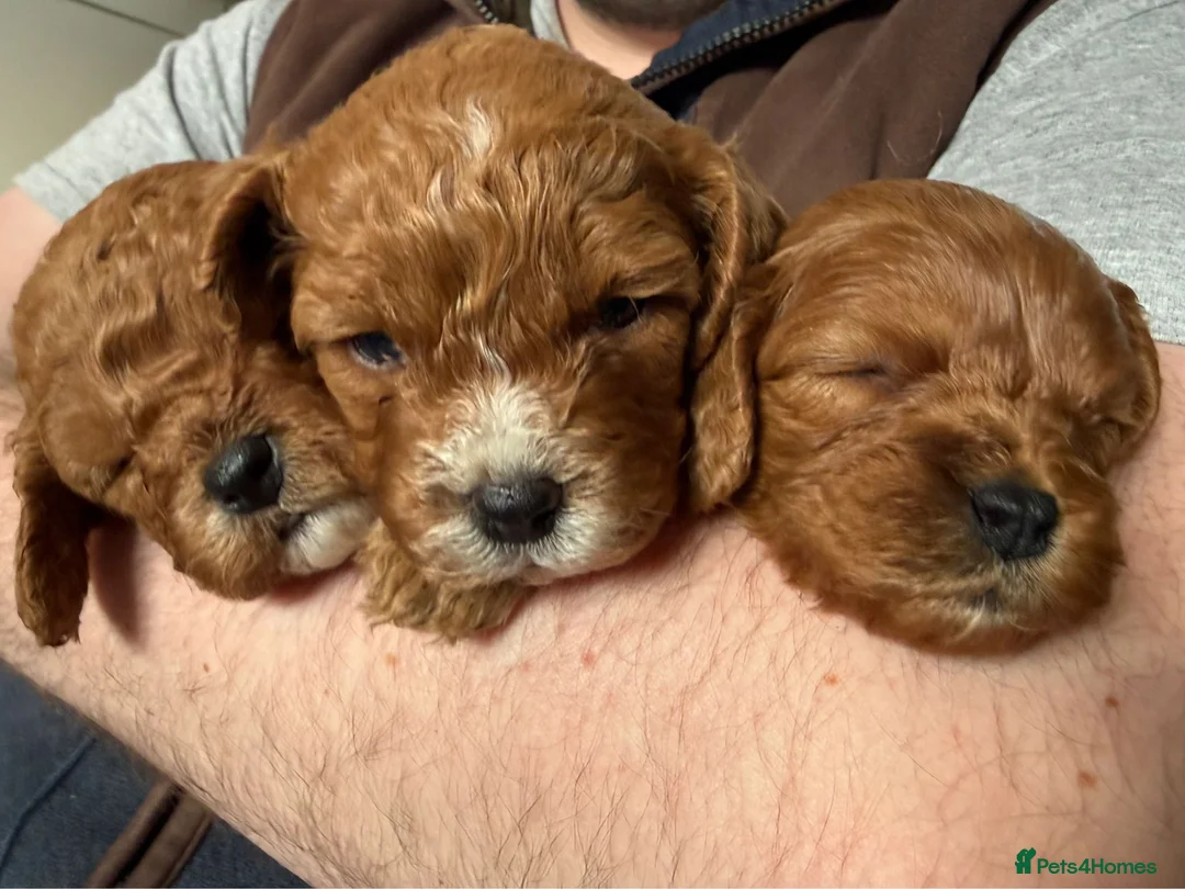 Cavapoo dogs for sale: Fully Health Tested F1 Cavapoo’s  - Advert 1