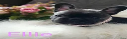 French Bulldog dogs for sale: KC QUALITY PUPPIES - Advert 2