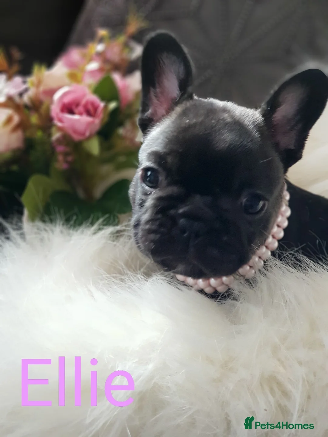 French Bulldog dogs for sale: KC QUALITY PUPPIES - Advert 2