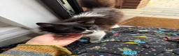 Mixed Breed cats for sale: Asta the Cat - Advert 4