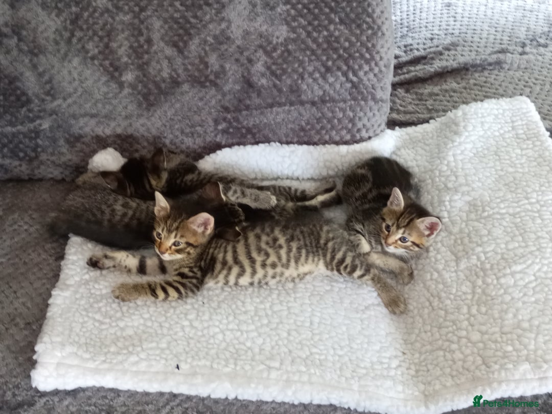 Domestic Shorthair cats for sale: Three female Domestic Shorthair - Image 13