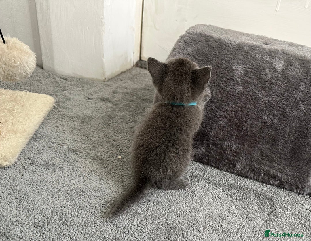 Russian Blue cats for sale: Russian Blue Kittens  - Advert 36