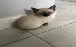 Ragdoll cats for sale: Ragdoll kittens  - Image 3