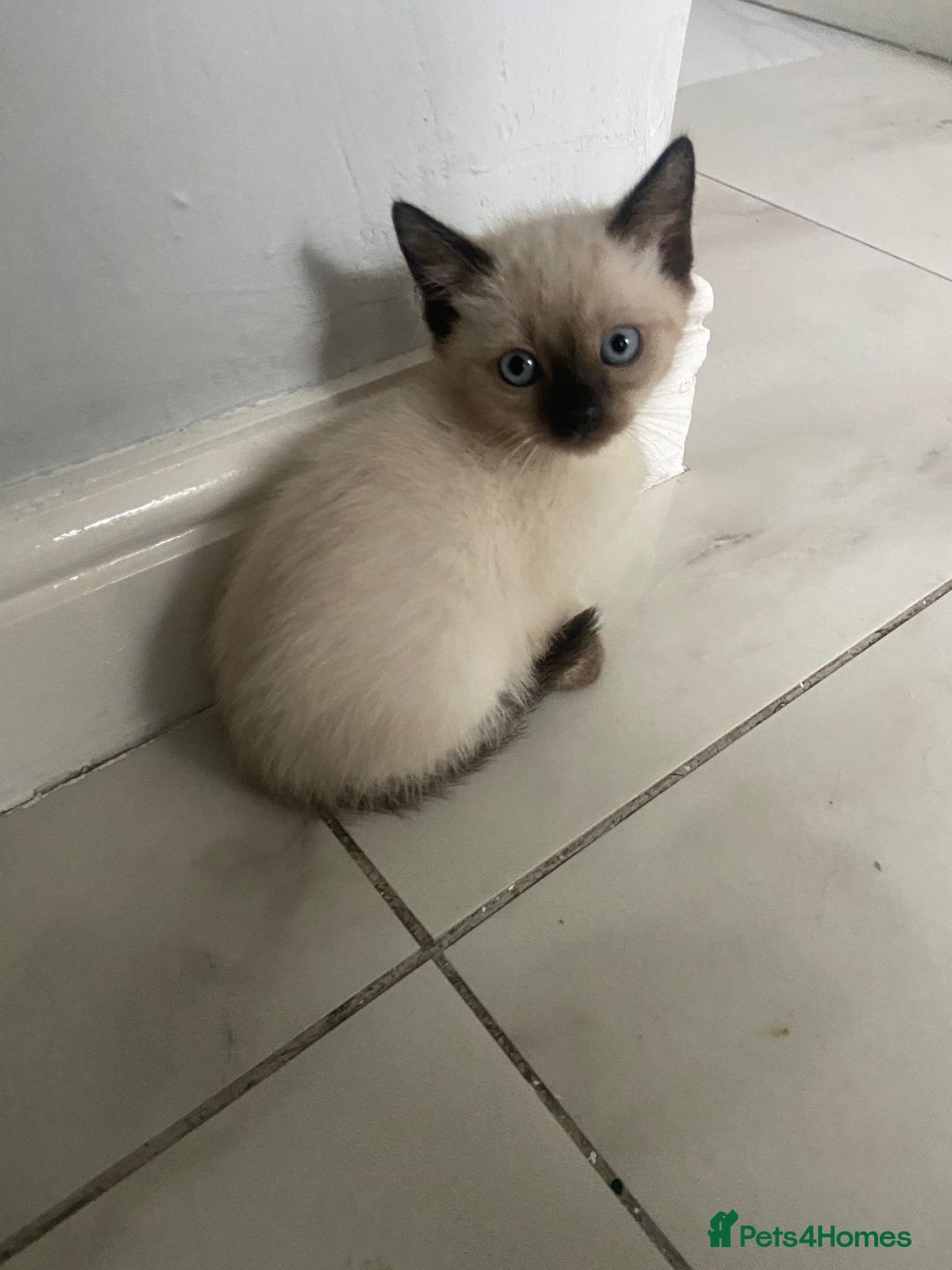 Ragdoll cats for sale: Ragdoll kittens  - Image 3