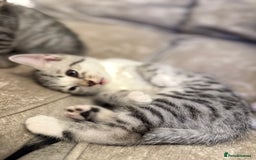 Bengal cats for sale: Stunning silver bengal cross - Image 7