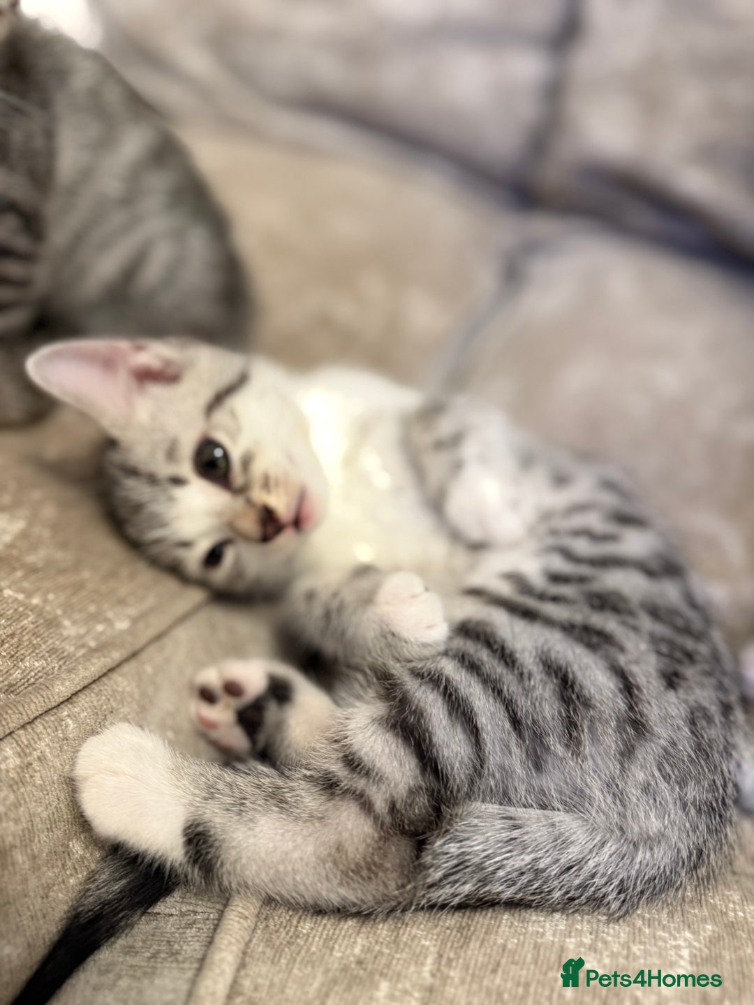 Bengal cats for sale: Stunning silver bengal cross - Image 7
