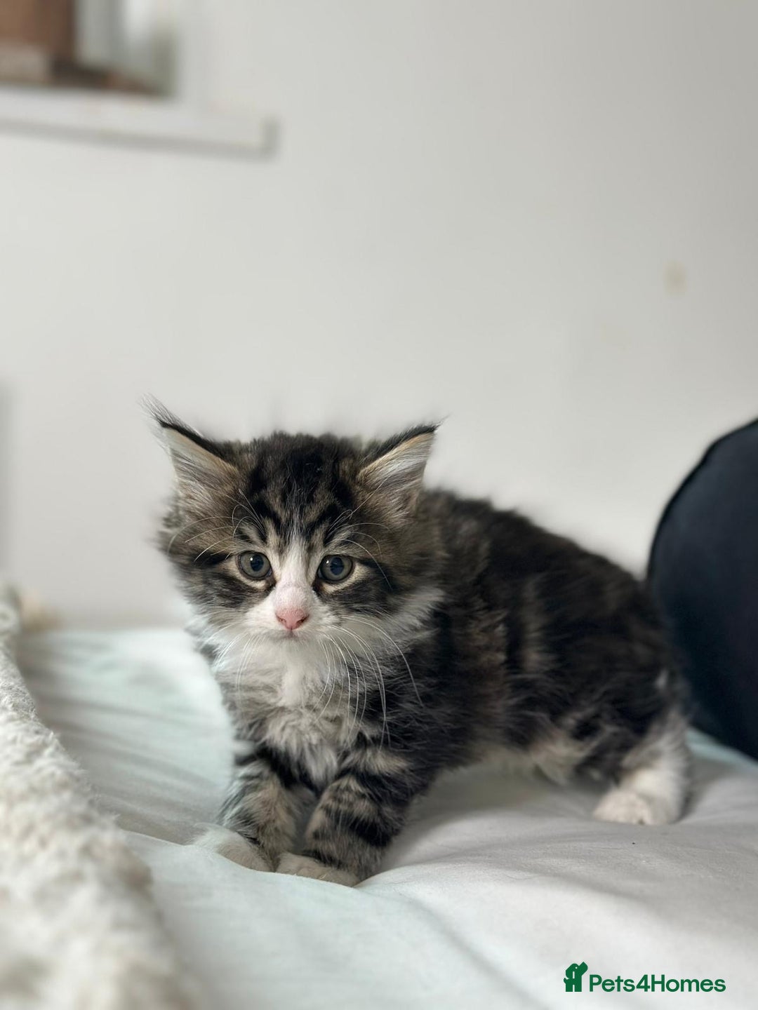 Mixed Breed cats for sale: 4 Maine coon kittens available now  - Advert 5
