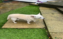 Mixed Breed dogs for sale: Chloe looking for a Forever home she’s 13 year old - Advert 2