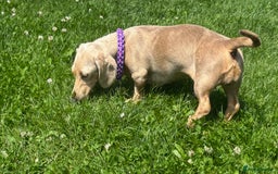 Miniature Dachshund dogs for sale: jelly the mini dachshund!! - Image 3