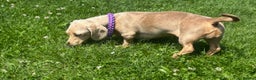 Miniature Dachshund dogs for sale: jelly the mini dachshund!! - Advert 3