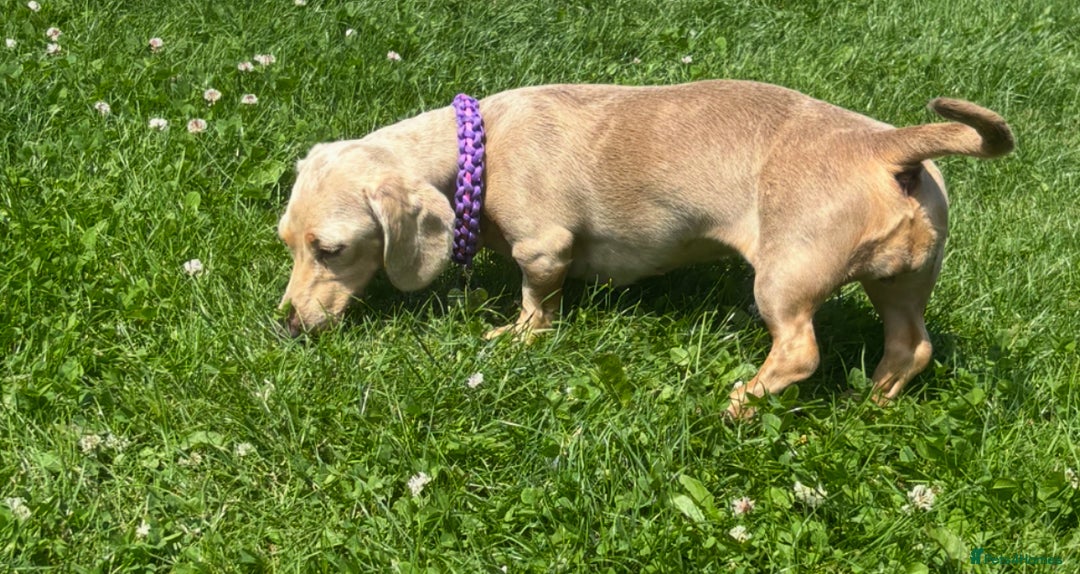 Miniature Dachshund dogs for sale: jelly the mini dachshund!! - Image 3