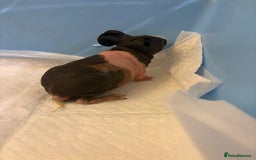 Guinea Pig rodents for sale: Skinny Pigs and Skinny Carriers - Image 8