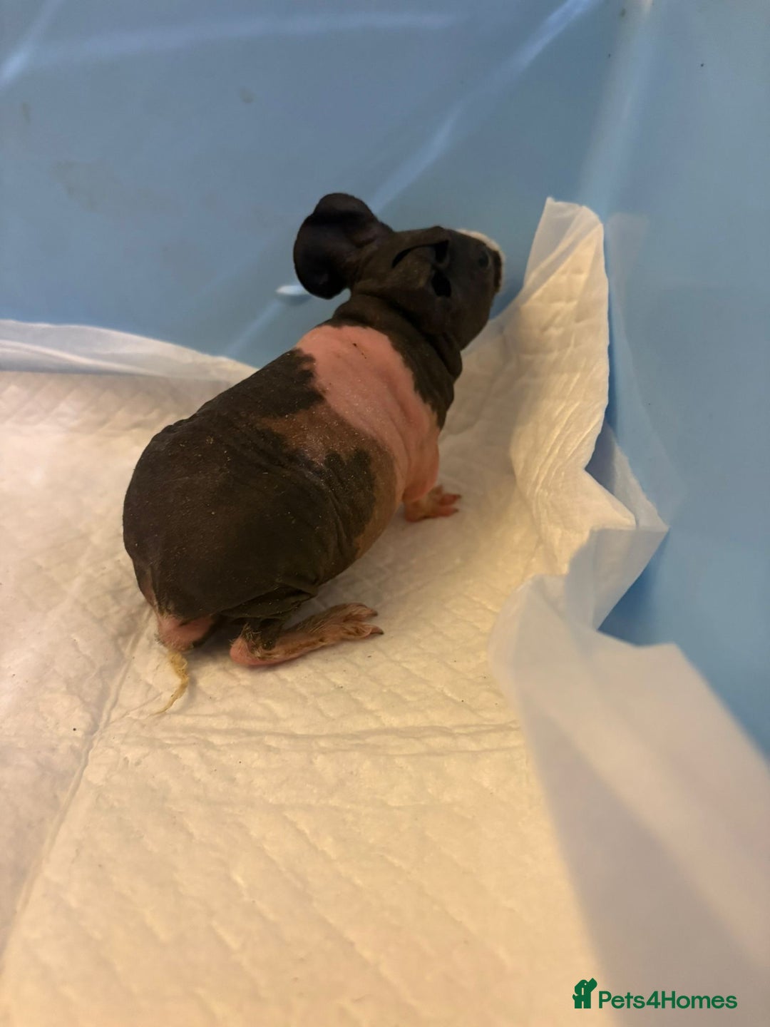 Guinea Pig rodents for sale: Skinny Pigs and Skinny Carriers - Image 8