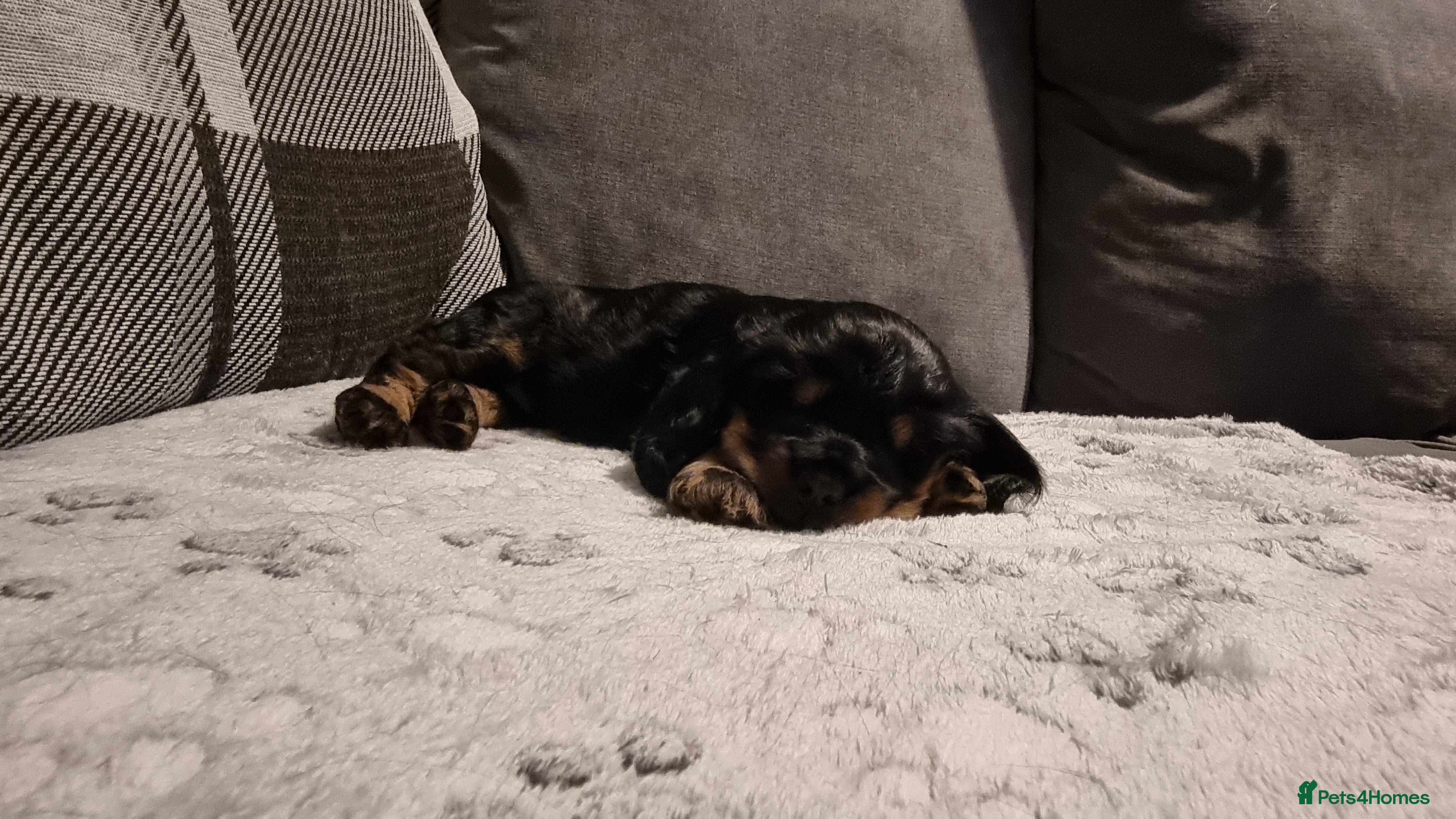 Cocker Spaniel dogs for sale: 🐾 Beautiful Show Type Cocker Spaniel Puppies - Advert 34