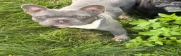 French Bulldog dogs for stud: King  - Advert 2
