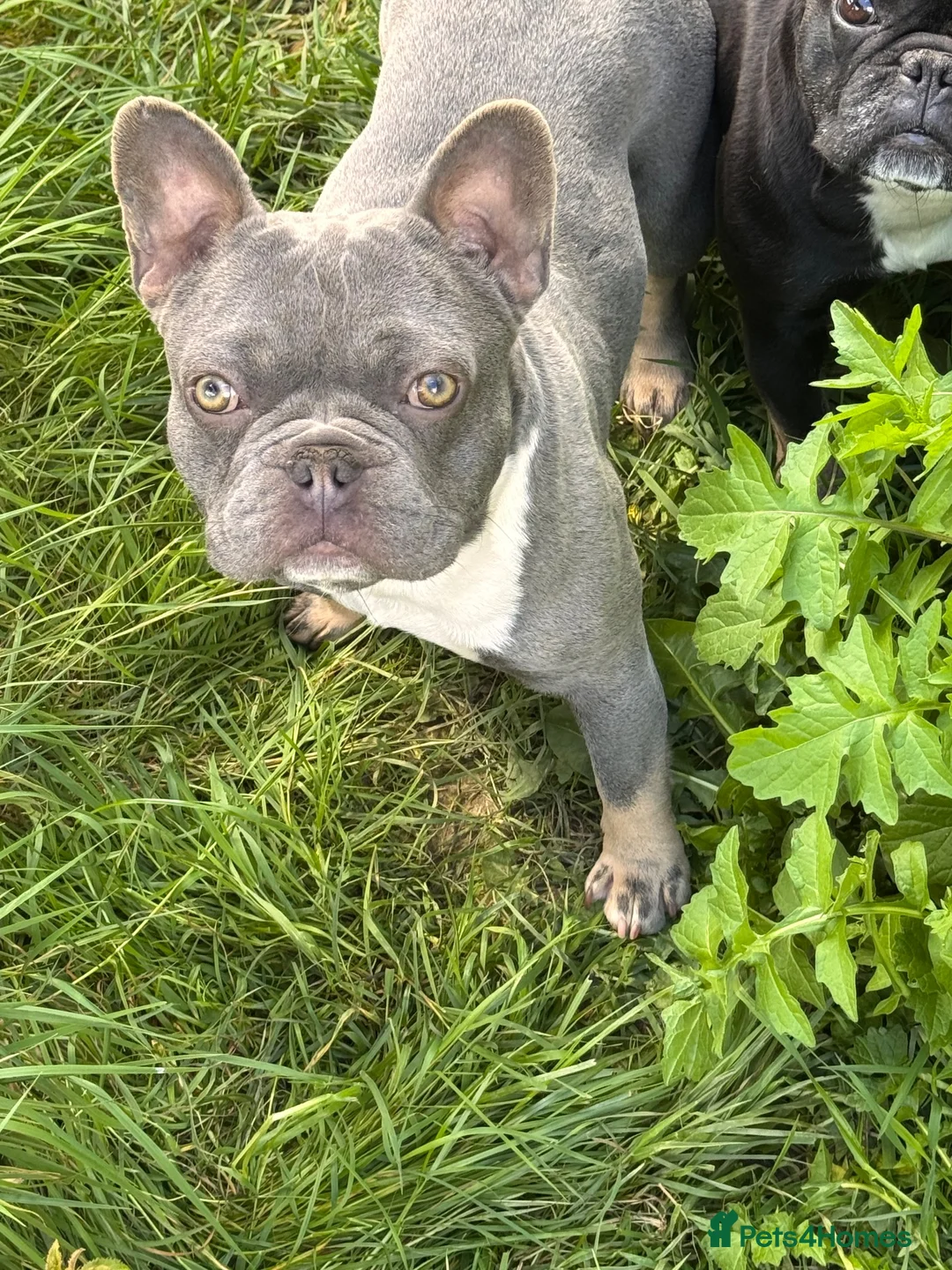 French Bulldog dogs for stud: King  - Advert 2
