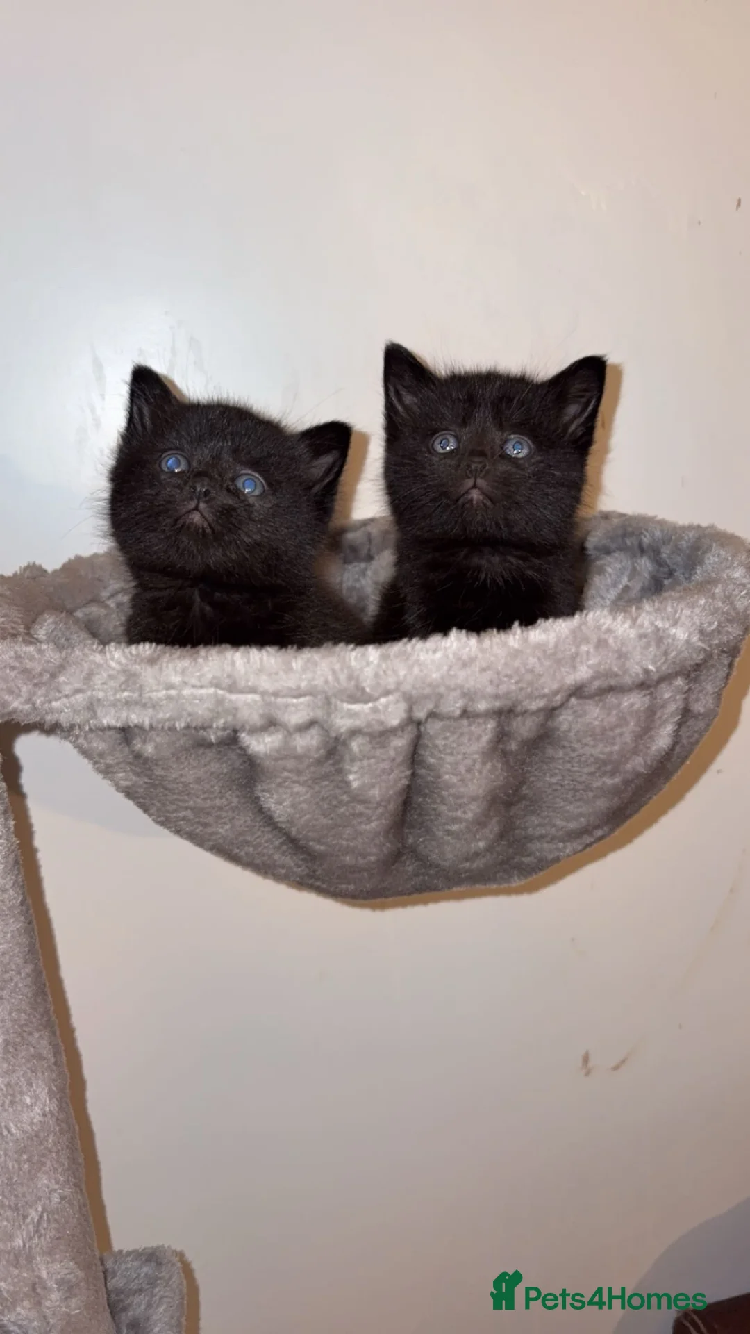 Scottish Fold cats for sale: Scottish fold 2 boys left. 💙 - Advert 3