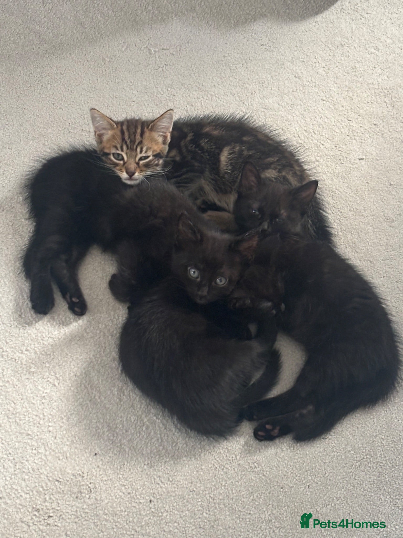 Brazilian Shorthair cats Beautiful Brazilian Shorthair Kittens - Advert 1