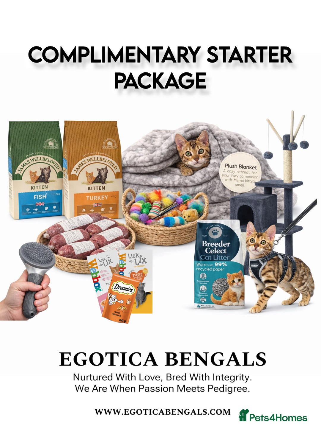 Bengal cats for sale: 🐆✨ GLITTER TICA 6TH GENERATION BENGAL KITTENS🐆✨ - Advert 29