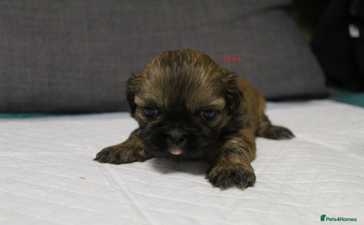 Shih Tzu dogs - Advert 2