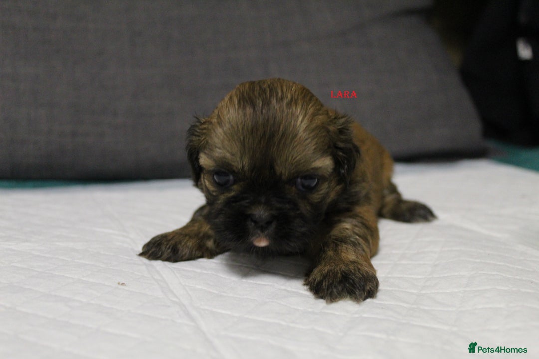 Shih Tzu dogs for sale: LOVELY SHIH TZU PUPPIES  - Image 1