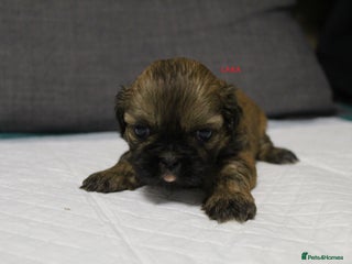 Shih Tzu dogs - Advert 10