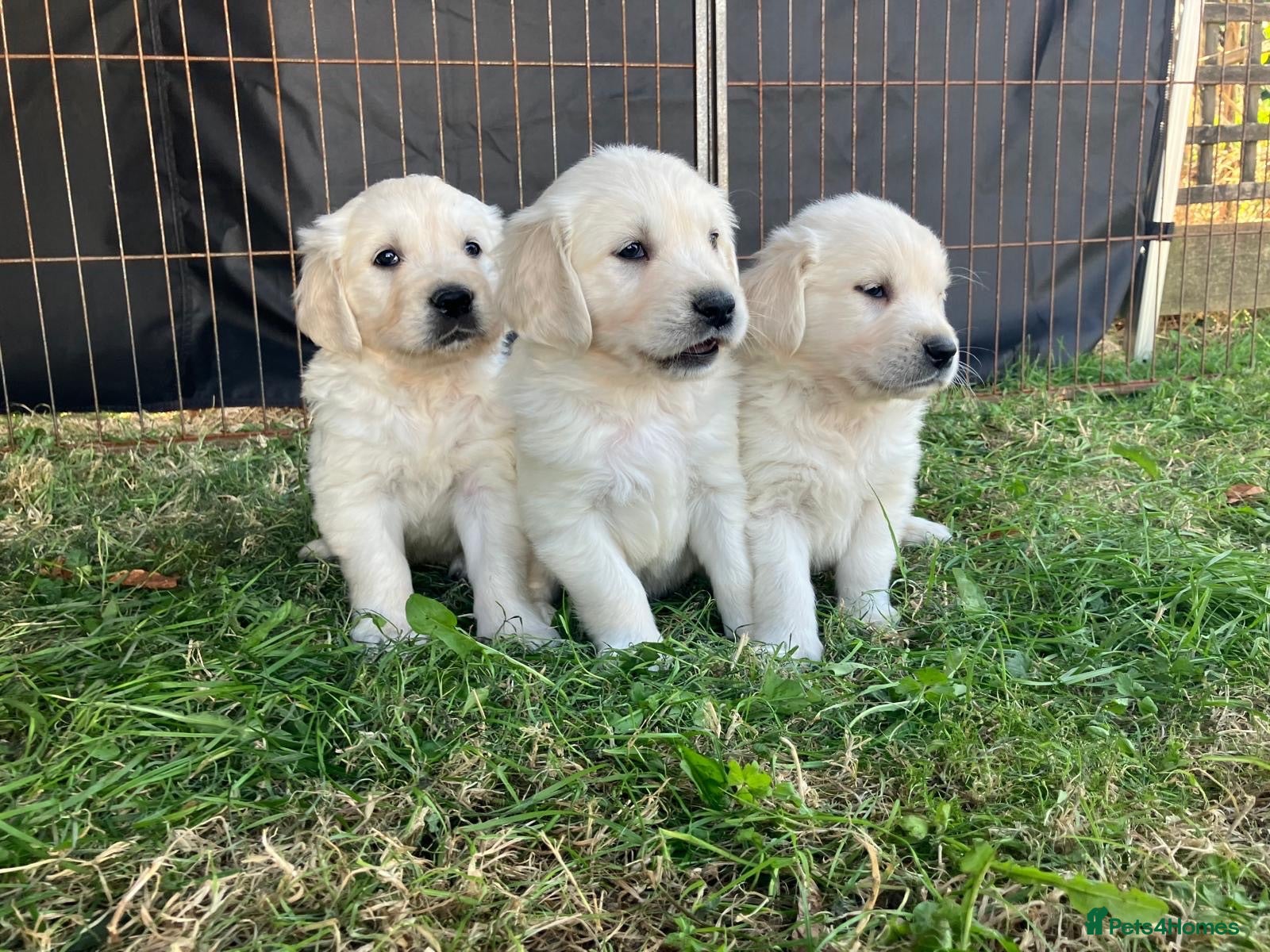 Golden Retriever dogs KC Reg Health Tested Golden Retriever Pups - Advert 2