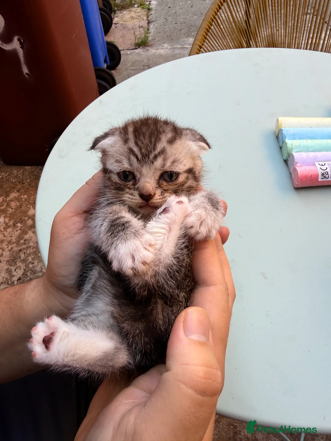 Scottish Fold cats for sale: 🐾 Beautiful Scottish Fold Kittens 3 Boys & 1 Girl - Advert 2